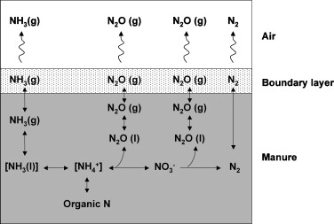 Nitrogen (N) transformation in livestock manure and releases to the atmosphere (NH3, ammonia; NH4+, ammonium; NO3−, nitrate; N2O, nitrous oxide; N2, dinitrogen; g, gaseous form; l, liquid form) (adapted from Philippe et al., 2011).