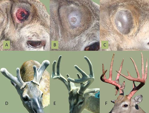 Stages of antler growth. A) one day after antler shed, B) 15 days after shed, scab still attached, C) 30 days after shed, scab is shed (A, B, C same animal), D) about three months after shed by different animal, E) about five months after shed antler growth is completed, with one additional month used to complete hardening and drying of velvet (D and E same animal), and F) hardened antler with shreds of dried velvet on a third animal. (Photo Credits A-E, Steve Demarais, F, Dave Hewitt)