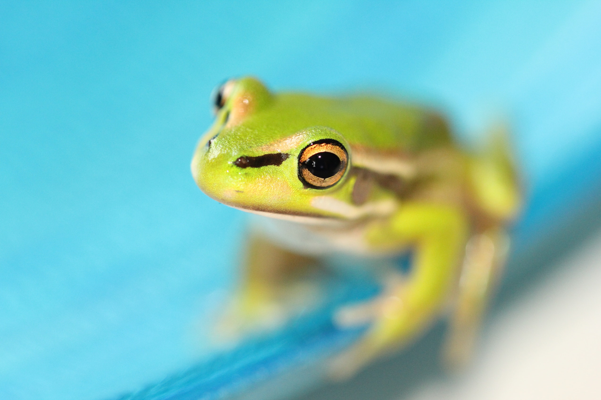 Green frog on blue surface.