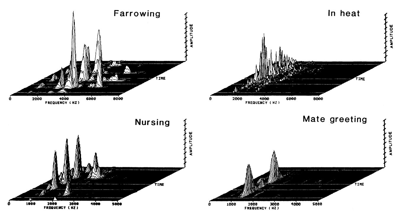 Sonographs of pig vocalizations (Xin et al., 1989).