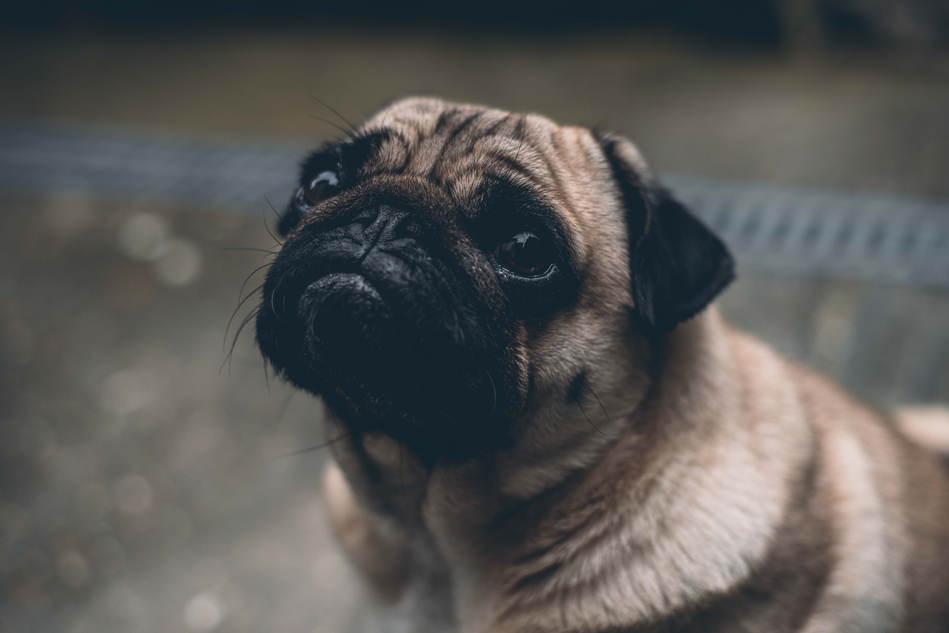 Certain types of dogs are more sensitive to heat – especially obese dogs and short-nosed breeds, like Pugs and Bulldogs.