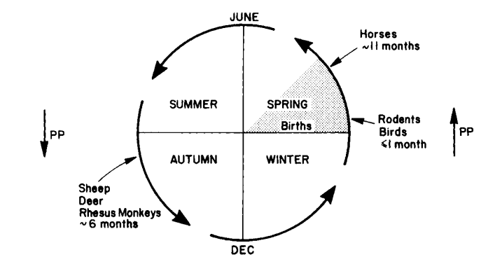 Timing of annual reproductive cycle of exemplary seasonal breeders. PP, photoperiod. 
